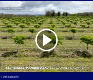 Interview/TV
Evening news TF1
"Almonds, a crop allowing farmers to adapt to climate change"
8 May 2024


Read and/or listen